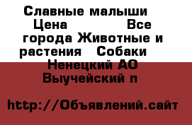 Славные малыши! › Цена ­ 10 000 - Все города Животные и растения » Собаки   . Ненецкий АО,Выучейский п.